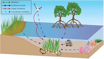 Frontiers Positive Ecological Interactions And The Success Of   497952 Thumb 400 